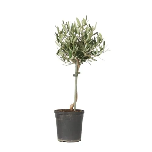Plant in a Box - Olivenbaum auf Stamm - Olea europaea - Höhe 45-55cm - Pot 14cm - Winterharter Baum - Grün