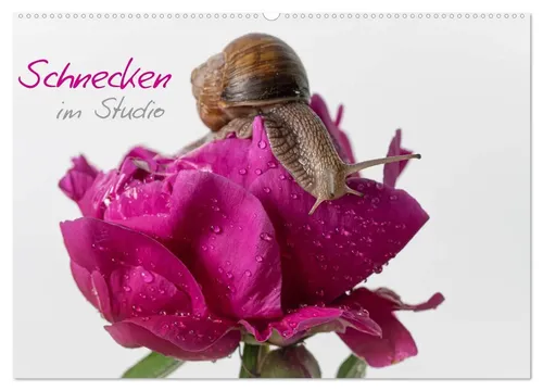 Claudia Kellermann | Schnecken im Studio (Wandkalender 2026 DIN A2 quer),...