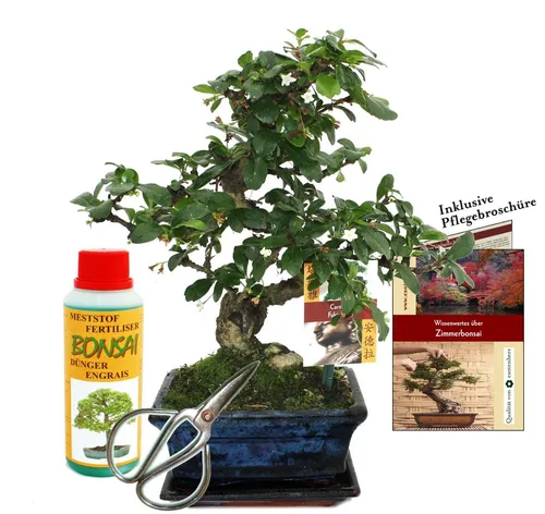 Exotenherz Bonsai Carmona Fukientee Geschenkset für Anfänger - Zimmerpflanzen Set mit 6 Jahre altem Bonsai Carmona, inklusive Untersetzer, Dünger und Schere. Perfekt für Anfänger, bringt Blüten und Beeren ins Zuhause!