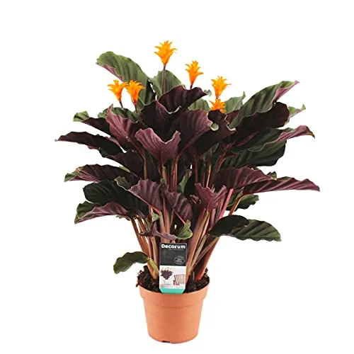 Bloomique - Calathea Crocata - Korbmarante - Zimmerpflanzen - Pflegeleicht - Luftreinigend - Höhe 40-50 cm - Topf 14 cm