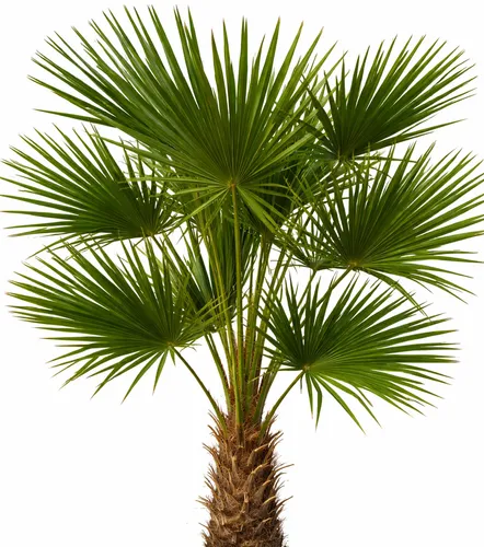 Trachycarpus fortunei 120–160 cm Hanfpalme – winterharte Outdoor Palme im Topf