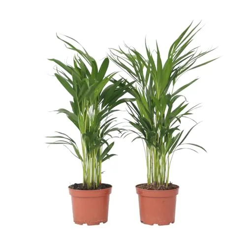 Plant in a Box - Dypsis Lutescens - Areca Goldfruchtpalme 4er Set - Zimmerblumen mit luftreinigenden Eigenschaften, ideal für ein gesundes Raumklima. Jede Palme hat glänzende Blätter und erreicht eine Höhe von 60-70cm.