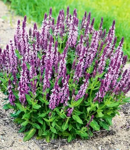 BALDUR Garten 4x Salvia 'Pink Profusion', Pflanzen im 9x9 cm-Topf, essbare, duftende Blüten, Bienenweide, winterhart & trockenresistent, pflegeleicht, ideal für Naturgärten & Kräuterbeete