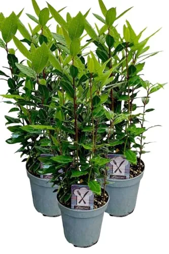 3er Set Lorbeer Pflanze, gewürzlorbeer, Laurus nobilis, im 15cm Topf