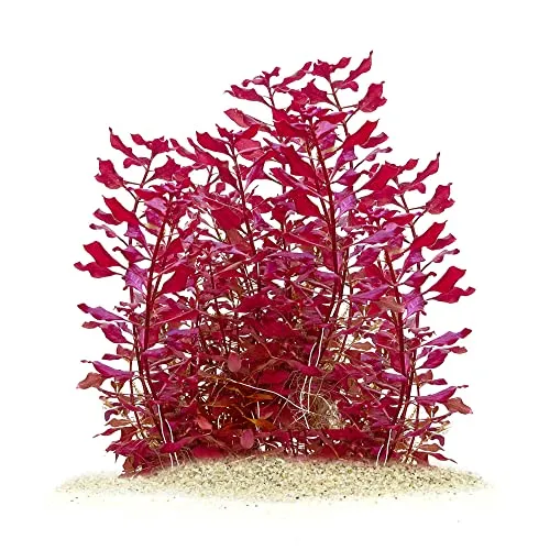 USCAPE Ludwigia palustris Super Red Mini - Kleine Tiefrote Ludwigie in vitro XL - 8,5cm Bechergröße - in vitro Wasserpflanzen für Aquarien