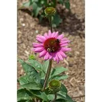 Echinacea Purpurea Little Magnus R Ca. 11x11 cm Topf