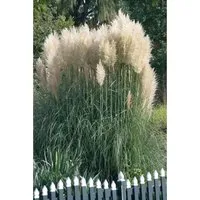 Cortaderia Selloana Sunningdale Silver – Silber-Pampasgras 7,5-10 L - Das beeindruckende Silber-Pampasgras ‘Sunningdale Silver’ ist ein elegantes Ziergras für jeden Garten. Mit seinen hohen, silbrig-weißen Blütenrispen und aufrechten Wuchs wird es zum Blickfang auf Terrasse oder Balkon.