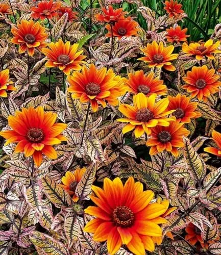 BALDUR Garten 3x Sonnenauge 'Orange Marble' – Pflegeleichte Pflanze mit einzigartigem Laub - Pflegeleichte, winterharte Pflanze mit marmoriertem Laub. Ideal für Beete und Kübel. Bienenfreundlich und robust, bringt Farbe in Ihren Garten.