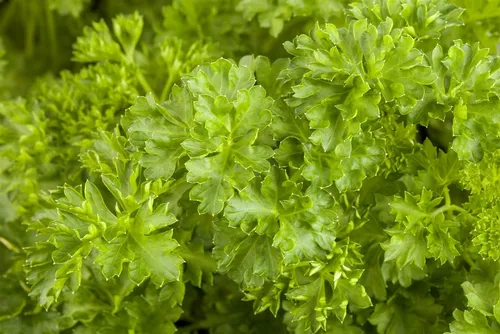 Pflanzen für Dich Staude Petroselinum crispum