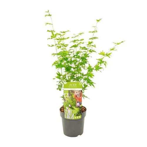 Japanischer Fächerahorn Acer palmatum ‘Going Green’ Gartenpflanze Ø19cm ↕50cm