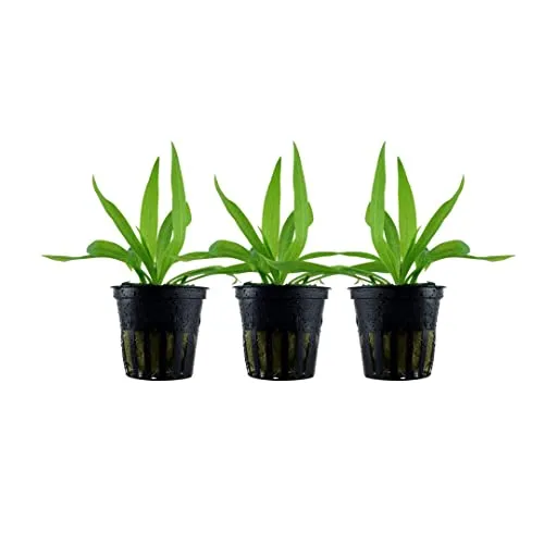 AquaOne Aquarium Pflanze 3 Stück Helanthium 'Quadricostatus' I Wasserpflanze Aquariumpflanze Rosette voll durchwurzelt einfach pflegeleicht Aquascaping Dekoration