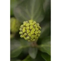 Kletterpflanze Hedera helix 'Arborescens'