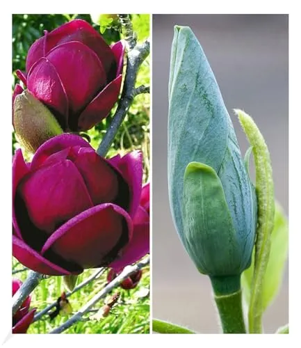 BALDUR Garten 2er Magnolien-Sortiment – Pflegeleichte winterharte Pflanzen - 2er Set von Tulpenmagnolien im Topf, ideal für sonnige Standorte. Geringer Pflegeaufwand und mehrjährige Blütenpracht ab April. Perfekt für Gartenliebhaber!