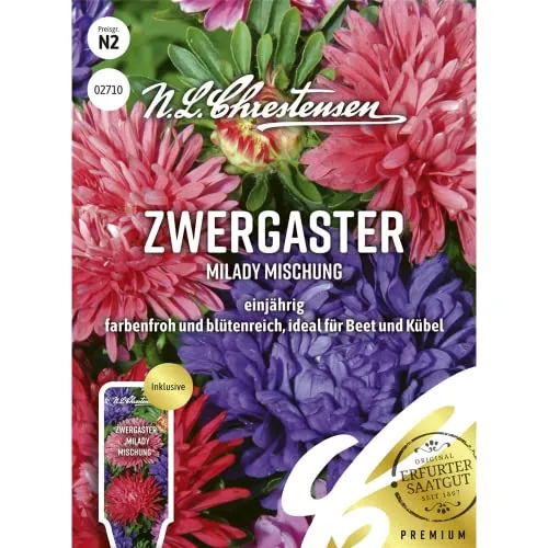 Zwergaster MiLady Mischung Samen, Saatgut