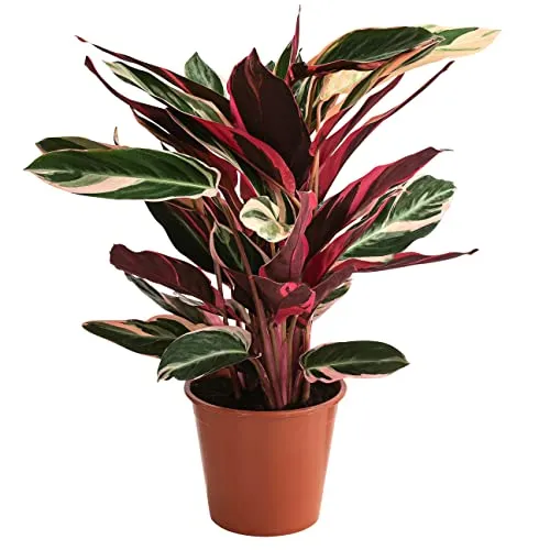 Dehner Korbmarante Triostar - Luftreinigende Zimmerpflanze - Elegante Blattschmuckpflanze mit schmalen, grün-weißen Blättern, ideal für halbschattige Standorte. Perfekt für ein gesundes Raumklima dank luftreinigender Eigenschaften.