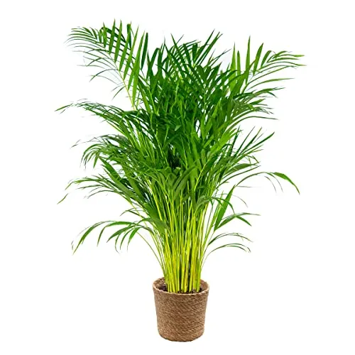 Bloomique - Dypsis Lutescens - Goldfruchtpalme - Areca Palme - Zimmerpflanzen - Pflegeleicht - Haustierfreundlich - Höhe 100-120 cm - Mit Seegras Korb 21 cm