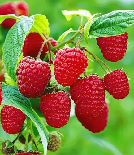 BALDUR Garten 3x Rote Himbeeren TwoTimer® Sugana® im 2L Topf - Winterharte Himbeerpflanzen, ideal für sonnige bis halbschattige Standorte. Geringer Pflegeaufwand und reiche Ernte ab Juni und August. Perfekt für Fruchtliebhaber mit wenig Wasserbedarf.