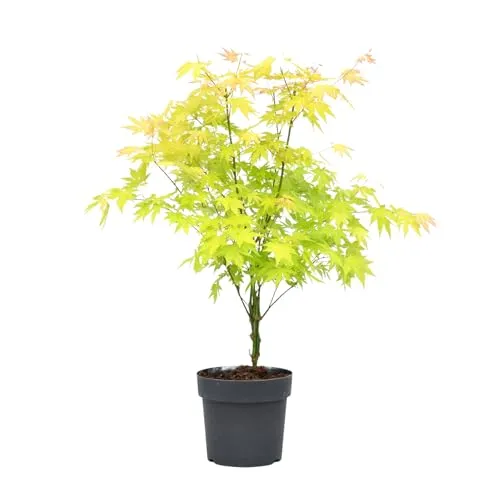 Plant in a Box