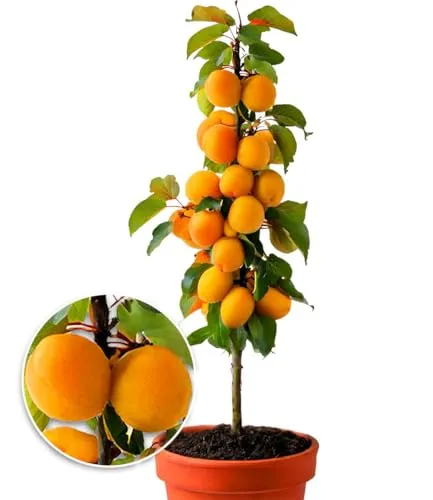 BALDUR Garten Säulen-Aprikosen - Platzsparender Aprikosenbaum für kleine Gärten - Obstsamen & -pflanzen: Winterharter Säulenaprikosenbaum, ideal für Balkon und Terrasse, mit geringem Pflegeaufwand und köstlichen Früchten.