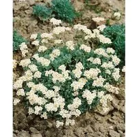 Achillea Umbellata Silbergarbe Ca. 9x9 cm Topf