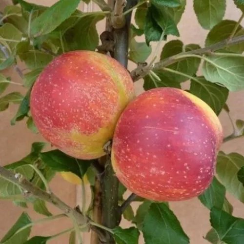 Müllers Zwergapfel