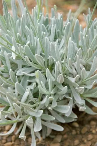 Lavandula latifolia ca. 9x9 cm Topf – Immergrün, Mehrjährig, Pflegeleicht – Speiklavendel – Duftpflanze für Beet & Topf