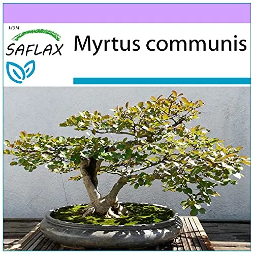 SAFLAX - Bonsai - Echte Myrte/Brautmyrte - 30 Samen - Myrtus communis