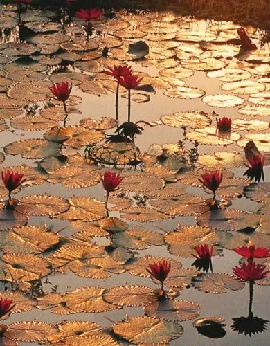 Lotus Pond: Blankbook (Blankbook (RB906))