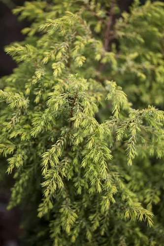 Juniperus communis Gold Cone - Gemeiner Wacholder - Ziergehölz mit goldgelbem, säulenförmigem Wuchs, ideal für kleine Gärten und pflegeleicht. Bienenfreundlich und winterhart, bringt Farbe und Struktur in jeden Garten.