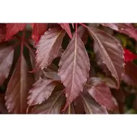 Kletterpflanze Parthenocissus quinquefolia 'Engelmannii' - Wilder Wein mit roter Herbstfärbung - Kletterpflanze, winterhart und pflegeleicht, ideal für Fassadenbegrünung, bietet leuchtend rote Blätter im Herbst und Lebensraum für Vögel.