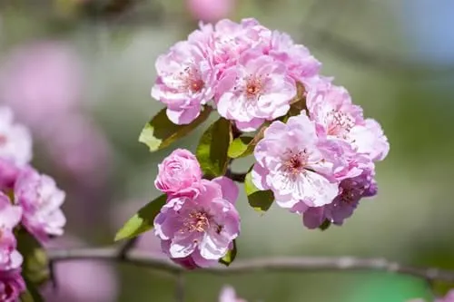 Malus 'Brandy Magic' Zierapfelbaum, 1 St. - Der Malus 'Brandy Magic' ist ein kompakter Zierapfelbaum mit duftenden Blüten und attraktiven roten Früchten. Ideal für Gärten, Terrassen oder Balkone, bringt er Farbe und Struktur in Ihre Pflanzungen.