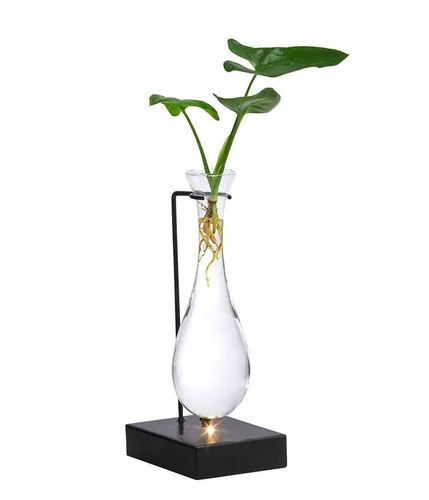 Dehner Waterplant Baumfreund – Philodendron Fun Bun im LED-Glas - Hydroponische Zimmerpflanze für Allergiker: Pflegeleicht, keine Erde nötig und inklusive stilvollem LED-Glas mit Ständer.