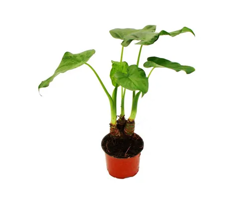 Exotenherz Zimmerpflanze Alocasia cucullata 12cm - Elefantenohr Höhe 25cm-30cm