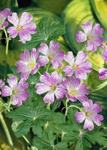 Geranium versicolor 9x9 cm Topf – Winterhart, Mehrjährig, Pflegeleicht – Storchschnabel – Staude für Beet & Rabatte