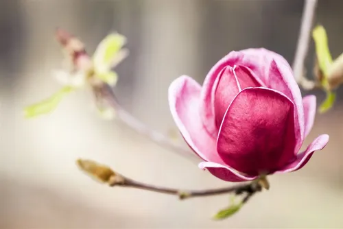 Pflanzen für Dich Gehölze Magnolia 'Genie', 1 St., Magnolie in rot von Pflanzen für Dich
