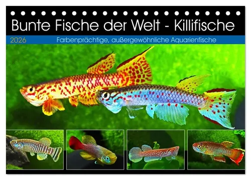 Rudolf Pohlmann | Bunte Fische der Welt - Killifische (Tischkalender 2026 DIN...