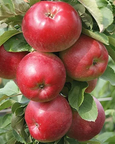 Säulenapfel Redcats (S) robust ca. 60-80 cm im 5 L Topf M 7