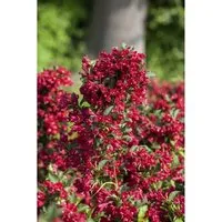 Weigela florida 'Eva Rathke' – Winterharte Heckenpflanze mit Karmesinroten Blüten - Pflegeleichte Weigelie 'Eva Rathke' für Garten & Sichtschutz. Bienenfreundlich, robust und schnittverträglich. Ideal für Beete, Kübel und Terrassen.