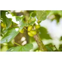 Cornus Mas 'Jolico' Kornelkirsche mit gelben Blüten - Robuster Zier- und Obststrauch mit goldgelben Blüten und großen, kirschroten Früchten. Ideal für Vorgärten, als Hecke oder in Kübeln. Pflegeleicht und schnittverträglich für eine üppige Blüte.