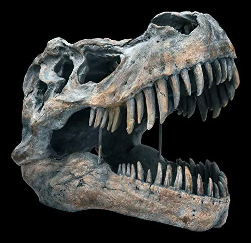 Tyrannosaurus Rex Totenkopf - groß - Deko Figur Wandrelief - Wandskulpturen mit beeindruckendem T-Rex Schädel, ideal zum Hängen oder Stellen. Höhe: 34 cm, Breite: 29 cm, Tiefe: 52 cm. Ein einzigartiges Deko-Highlight für Dinosaurier-Fans!