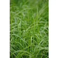 Acorus Gramineus Ogon Japanische Segge Gelbgrün Ca. 9x9 cm Topf