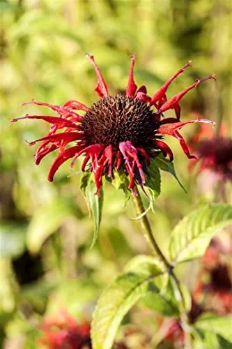 Monarda didyma 'Squaw' 11x11 cm Topf – Winterhart, Mehrjährig, Pflegeleicht – Indianernessel – Staude für Beet & Bienenweide