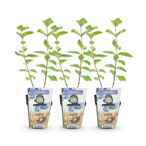 GreenboutiQ in blau von Green boutiQ
