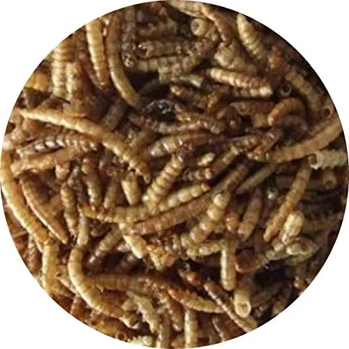 Mehlwürmer getrocknetes Reptilienfutter Fischfutter Teichfutter Schildkröten FD (1 kg)