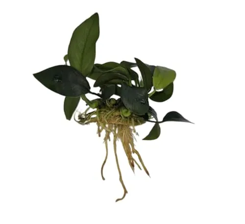 Anubias nana Petite, Wasserpflanze Loose mit Wurzeln, Kleine Anubias Marke Sahawa, Aquarienpflanze, Aquascaping