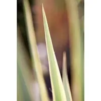 Yucca Filamentosa Bright Edge - Zweifarbige Palmlilie 50–80 cm - Die Yucca Filamentosa Bright Edge begeistert mit gelb-grünen Blättern und einem beeindruckenden Blütenstand. Ideal für sonnige Standorte, pflegeleicht und perfekt als dekorative Kübelpflanze oder im Staudenbeet.