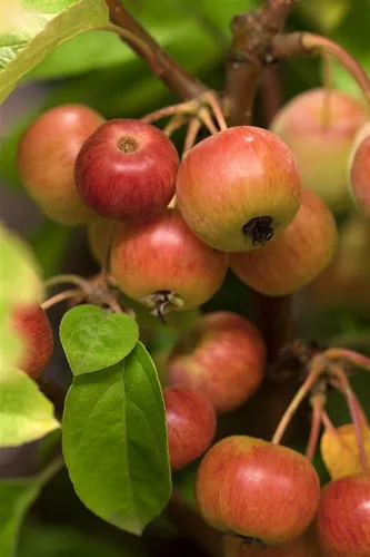 Malus Evereste -R- Zierapfel 100–125 cm - Hausbaum mit duftenden Blüten und leuchtend roten Früchten, pflegeleicht, winterhart und ideal für Hecken oder als Solitärpflanze. Ein Magnet für Bienen und Vögel!