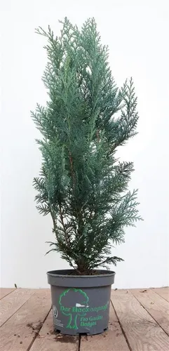 Bäume von Pflanzen für Dich