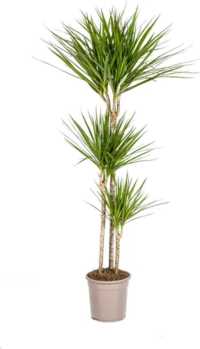 Drachenbaum Dracaena Marginata Green – Zimmerpflanze – Ø24cm – 130-150cm hoch – Schlanke, dunkelgrüne Blätter – Pflegeleicht & modern