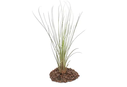 Exotenherz Zimmerpflanze Tillandsia juncea - lose Pflanze - groß